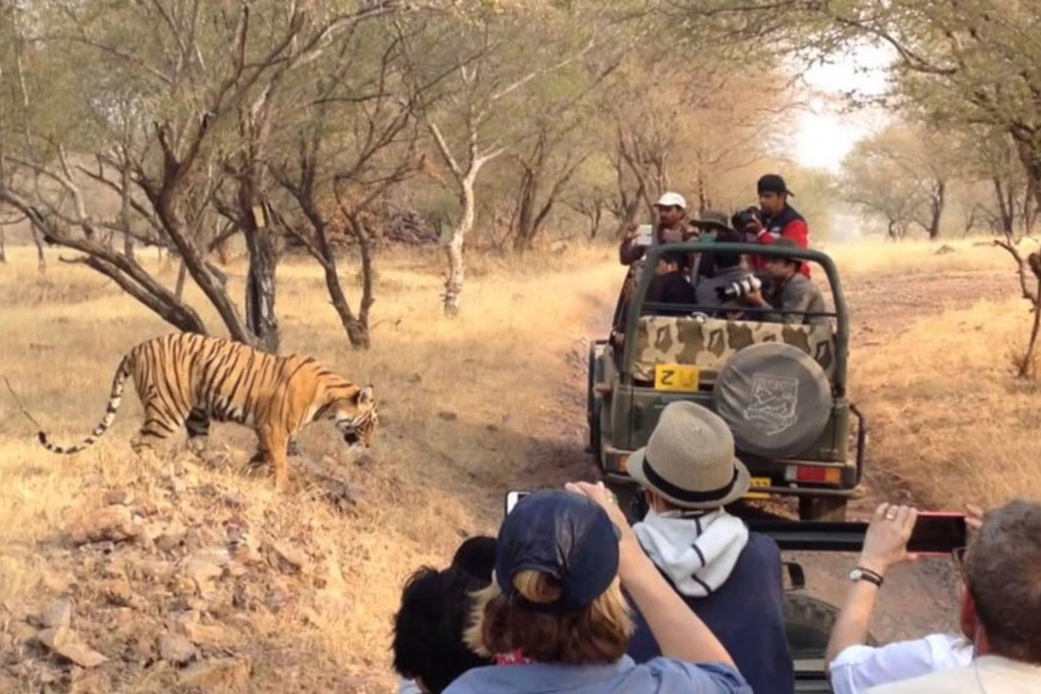 Wildlife Safari