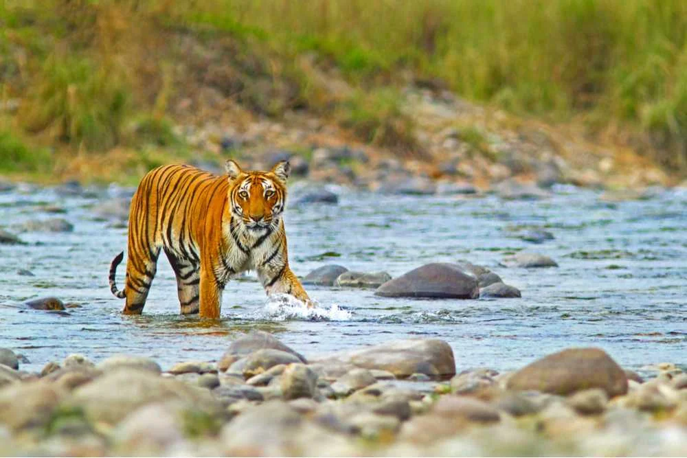 Tiger Safari with Golden Triangle